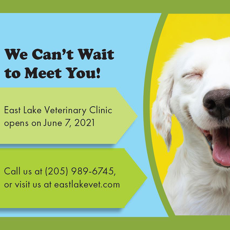Postcard from Veterinary Clinic, created to mail to potential clients